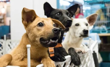 adopt1_3697190_1280